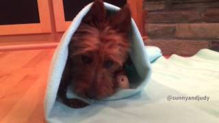 Dog Wrapping Up in Blanket by Sam 11,327 views 8 years ago 11 seconds