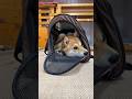 遠出のお散歩を察知して自ら準備を整える柴犬てぃーだ #柴犬 #柴犬てぃーだ #かわいい
