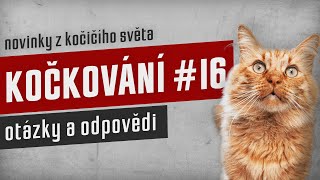 KOČKOVÁNÍ #16 - Stream: otázky a odpovědi by Kočkování 104 views 5 months ago 2 hours, 22 minutes