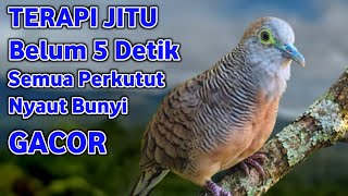 Perkutut Lokal Gacor Suara Super Kristal  Pancingan Malas Bunyi  99danuh Banget