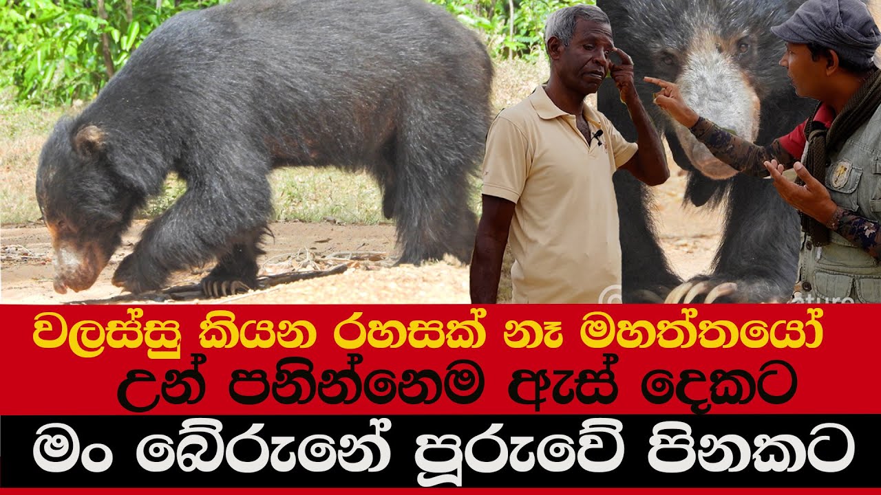 වලස්සු කියන රහසක් නෑ මහත්තයෝ | උන් පනින්නෙම ඇස් දෙකට | මං බේරුනේ පූරුවේ පිනකට