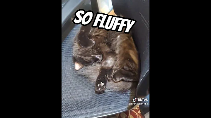 Video 11415541: cat mainecoon funnycats animals, mainecoons funny cats pets, fluffy maine coon cat, mainecoon black cat