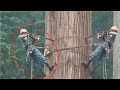 Top BIG Tree Fails | Stupid People Cutting Down Giant Trees Part 3