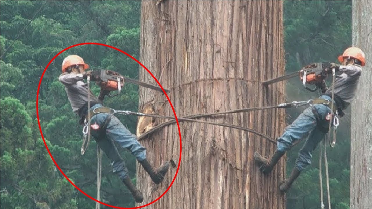Top BIG Tree Fails Stupid People Cutting Down Giant Trees Part 3