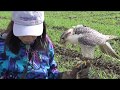 falcon training 　ハヤブサの食事の時間