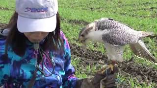 falcon training 　ハヤブサの食事の時間