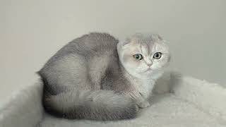 Scottish Fold blue golden renkli yeşil gözlü dişi by Lovetouch Cattery Kedi Evi 344 views 1 year ago 36 seconds