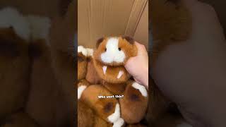 #cutethings #pets #guineapighome #guineapig