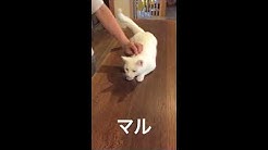 Kuruneko0214 Youtube Kuruneko0214 Youtube