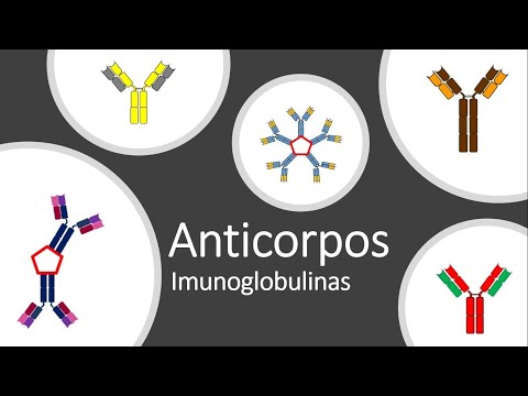 Vídeo: Quantos genes de imunoglobulina existem?