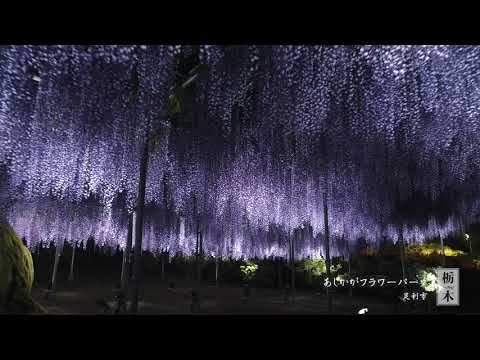 栃木県「冬とち」