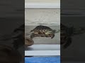 剛換完水小斑龜游的很開心 Sailing #turtle #pets #cute #love