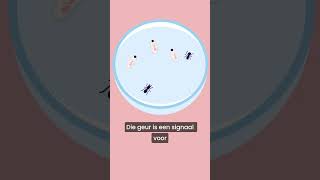 Deze mieren offeren zich op voor de groep