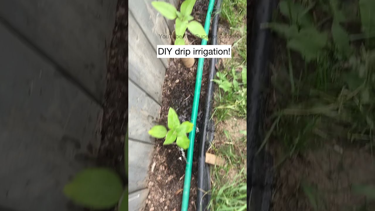 Simple DIY Drip Irrigation For The Garden