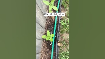 Simple DIY Drip Irrigation for the Garden