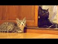 子猫の成長スピードが凄まじい件について