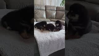 Black and Tan shiba babies :))