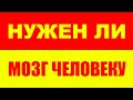 Нужны ли человеку мозги для достижения успеха и статуса в обществе?