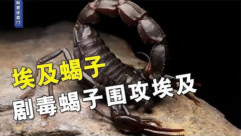 剧毒蝎子围攻埃及：埃及蝎子蜇伤500人，它们为何如此疯狂？【科普任意门】