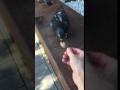 Pigeon taking bread from hand