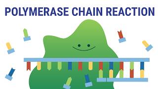 Pcr Explained Biology Animation