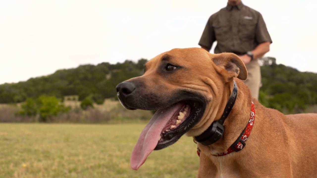 garmin delta xc collar