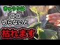 きゅうりコレすれば1株200本！超重要な脇芽かき、子づる摘芯を図解で解説！長くたくさん採れる仕立て方、整枝と栽培方法。時期とタイミング。物価高でもお金のかからない野菜の育て方。