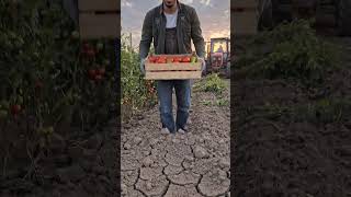 Toprak Taş Gibi Olduysa Hava Almıyordur