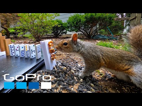 GoPro Awards: The Squirrel Feeding Machine