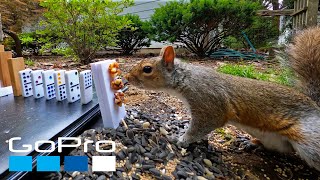 GoPro Awards: The Squirrel Feeding Machine