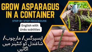 Step by step guide to grow Asparagus in a container | Grow Asparagus in a grow-bag | #asparagus by DR. GREEN 378 views 2 months ago 2 minutes, 45 seconds