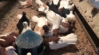 Брянские высоколетные голуби самки 2018г. Кудинов В. Брянские высоколетные голуби самки 2018г. Кудинов В.
