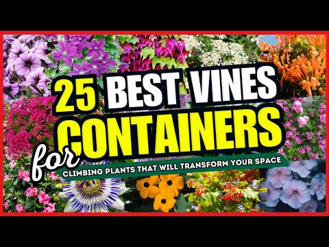 25 Stunning Vines