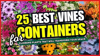 25 Stunning Vines Perfect for Containers \/ Pots 💕 Climbing Plants That Will Transform Your Space!