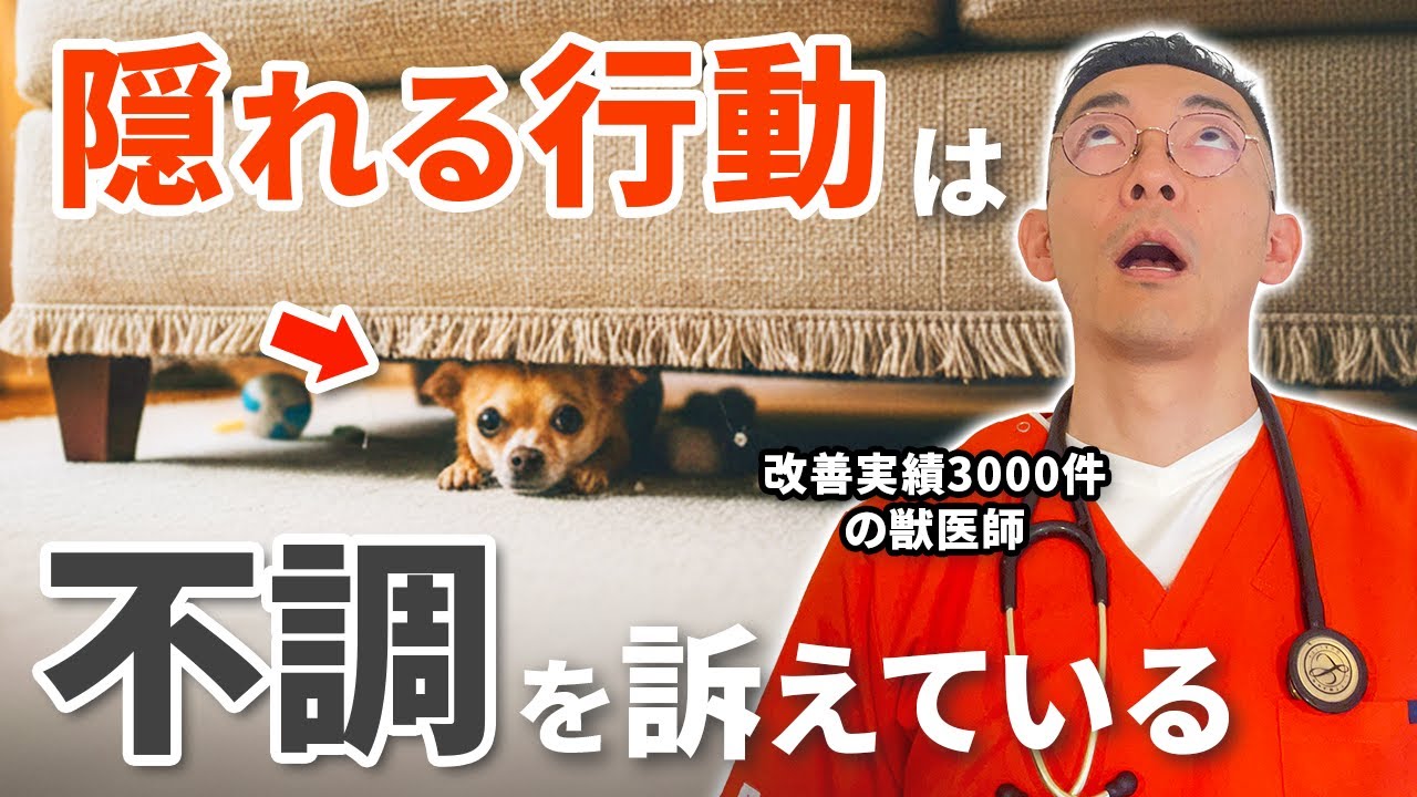 【獣医師が解説】行動の変化に要注意！いつもと違う行動はペットからのSOS