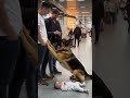 The loyal dog looks for someone to save his little owner. #dog #pets #shorts #goldenretreivers