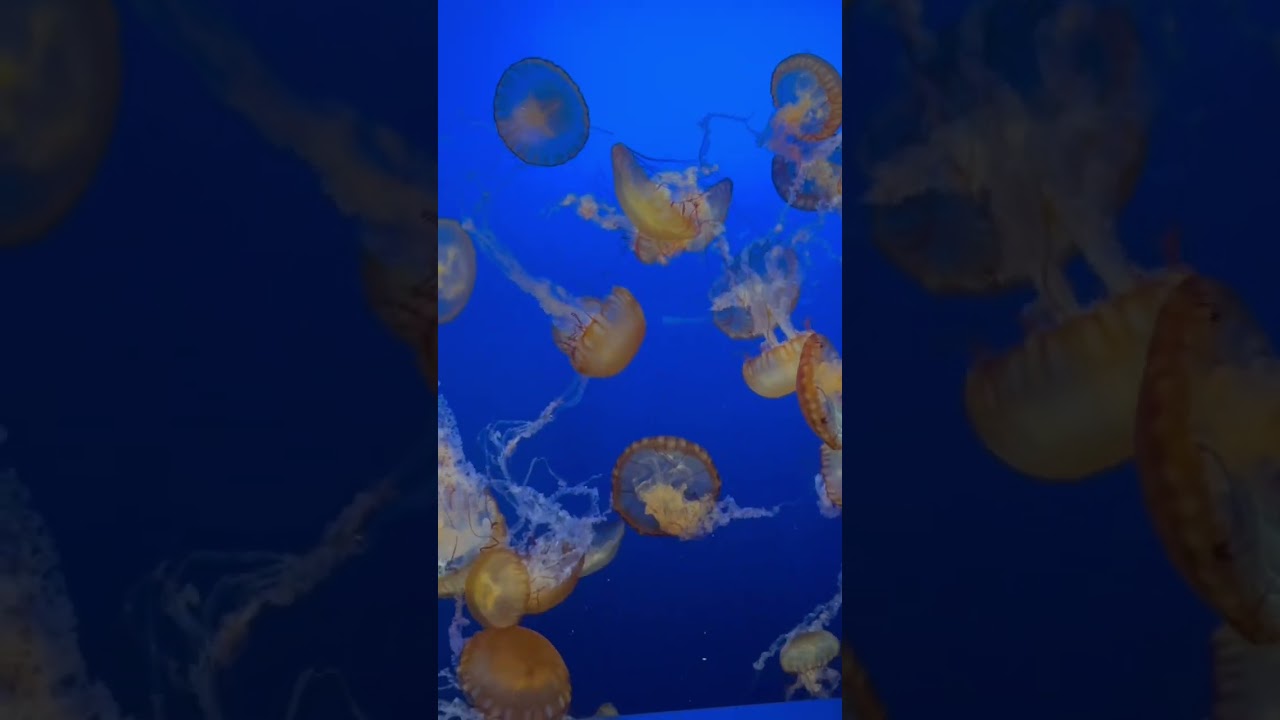 クラゲ オマハ ヘンリードーリー動物園 Youtube