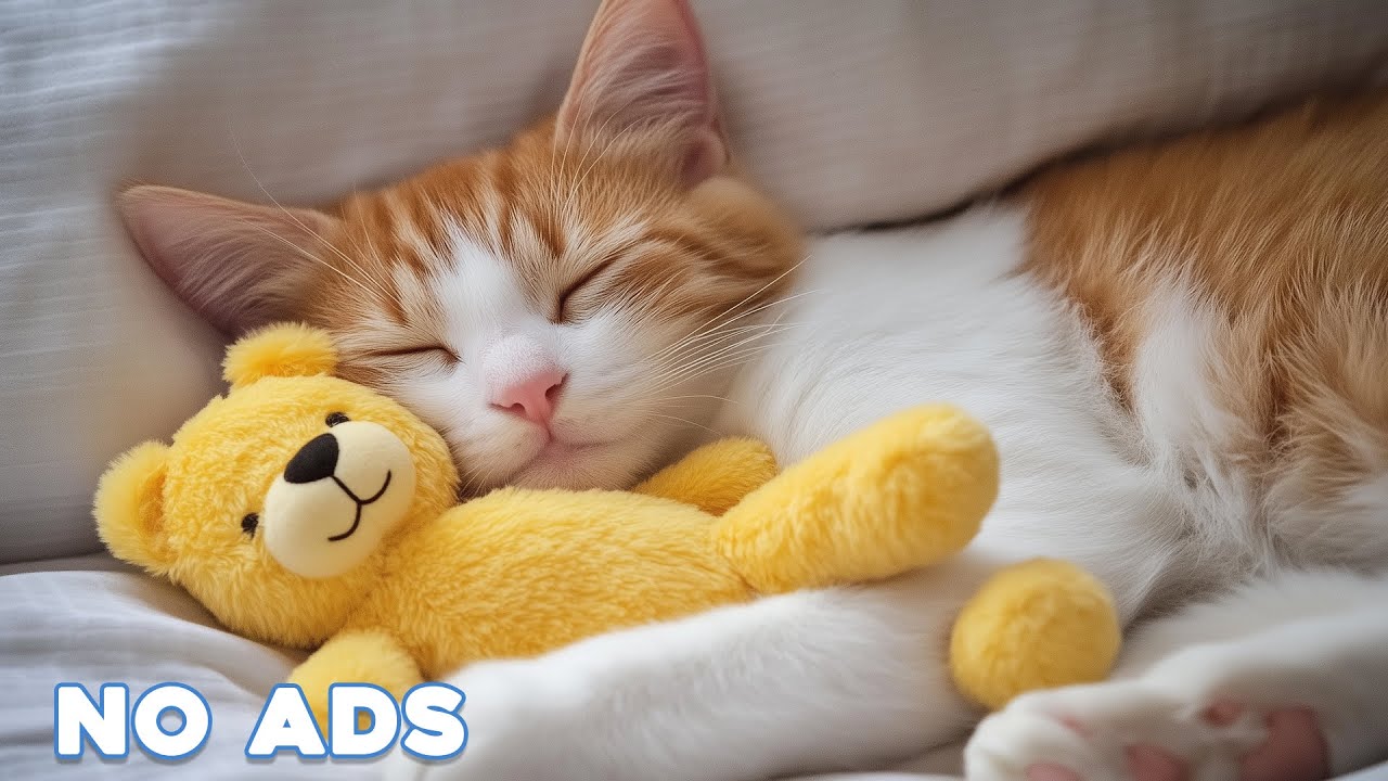 12 Hours Cat Healing Music 🐈 Soothing Sounds for Deep Relaxation And Sleep With Soothing Piano Sound