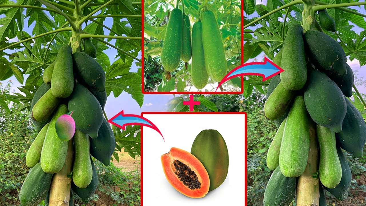 How to propagate wax gourd with papaya from cuttingcrafting idea papaya and wax gourd fruit