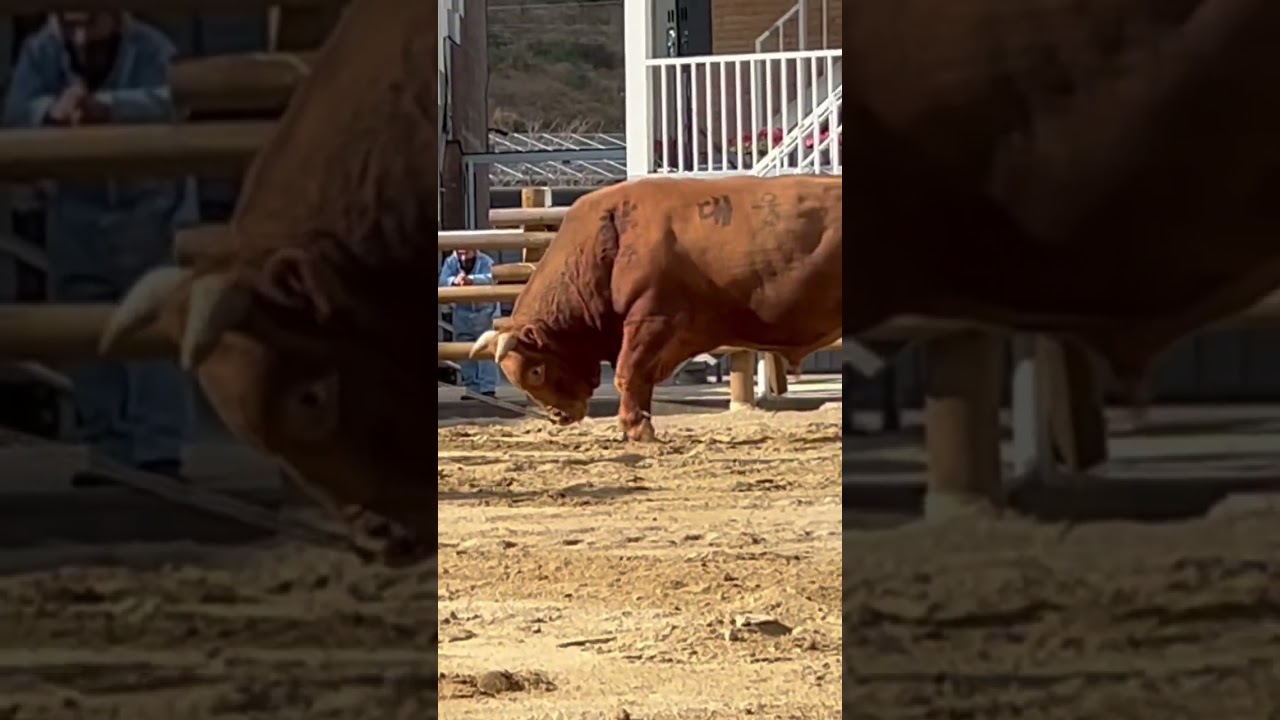 소의 의사없이는 절대 경기를 진행하지 않는 전통 스포츠