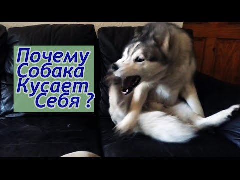 Собака кусает свою лапу 🐾 Причины агрессии питомца к себе