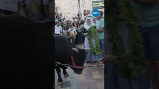 Fornalutx celebra sin incidentes su 'correbou', el único que pervive en Baleares