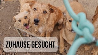 Zuckerschnuten suchen Zuhause 🏡🐾 KEN, BONGO, THEODORA & BJANKA | Stray Dogs Bosnien e.V. | #tierheim