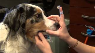 How to brush your dog's teeth by GriffithSmAnimalHosp 2,852 views 11 years ago 4 minutes, 55 seconds