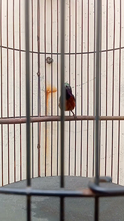 Konin gacor full isian tembakan cililin ciblek belalang emas.       #koninjuara #reels