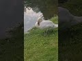 Лебеди на ангарском пруду
