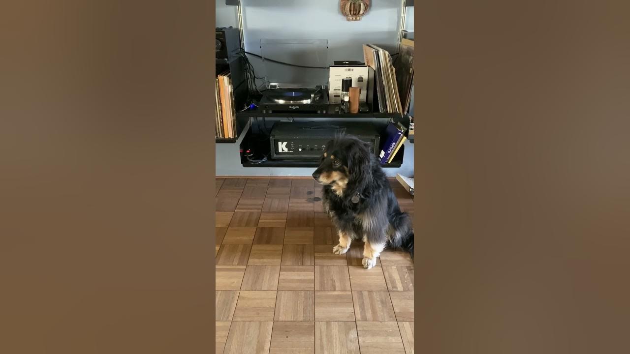 Hip Dog Digs Big Band Music YouTube hip-dog-digs-big-band-music-youtube
