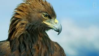 The Golden Eagle 4k video