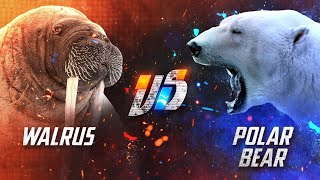 Can a Walrus Beat a Polar Bear in a Fight?