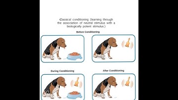 3 Major types of Behavioral learning